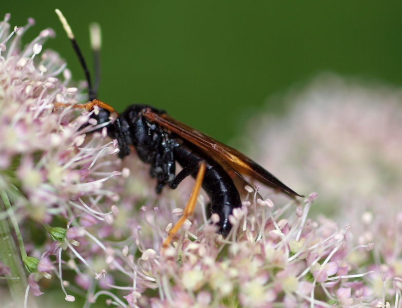 Ichneumonidae? no, Tenthredinidae... Tenthredo crassa